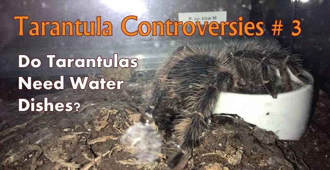 Tarantula-controvesies-3