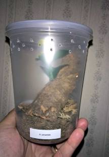 My A. juruensis enclosure.