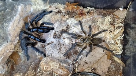 Female (left) Male (right)